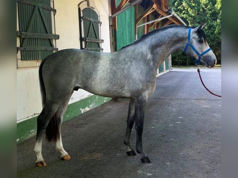 KWPN Stallion 3 years 16,1 hh Gray in Murska Soboda