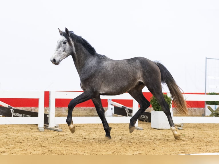 KWPN Stallion 3 years 16,1 hh Grey in Waddinxveen