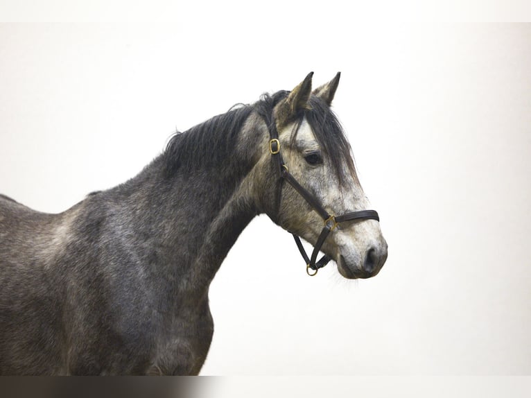KWPN Stallion 3 years 16,1 hh Grey in Waddinxveen