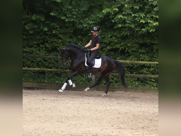 KWPN Stallion 3 years 16,2 hh Bay-Dark in Heemskerk