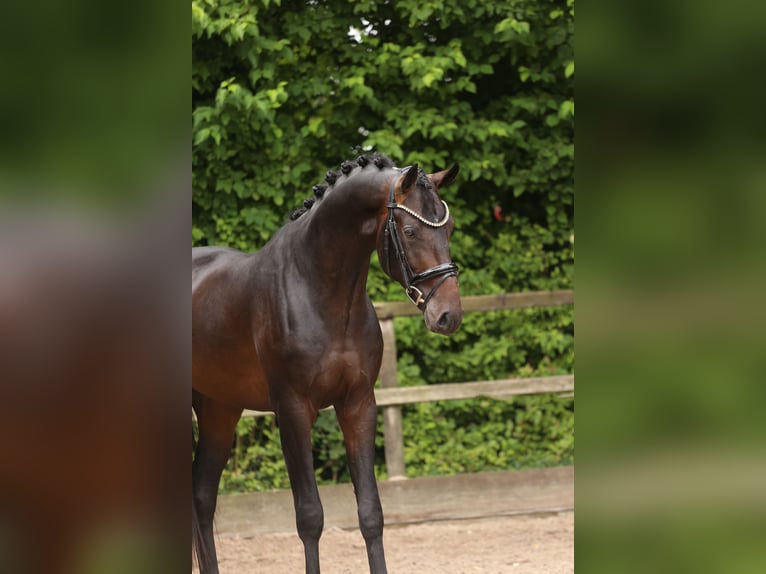 KWPN Stallion 3 years 16,2 hh Bay-Dark in Heemskerk