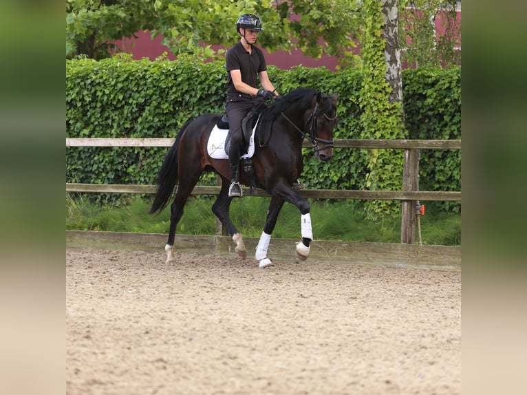 KWPN Stallion 3 years 16,2 hh Bay-Dark in Heemskerk