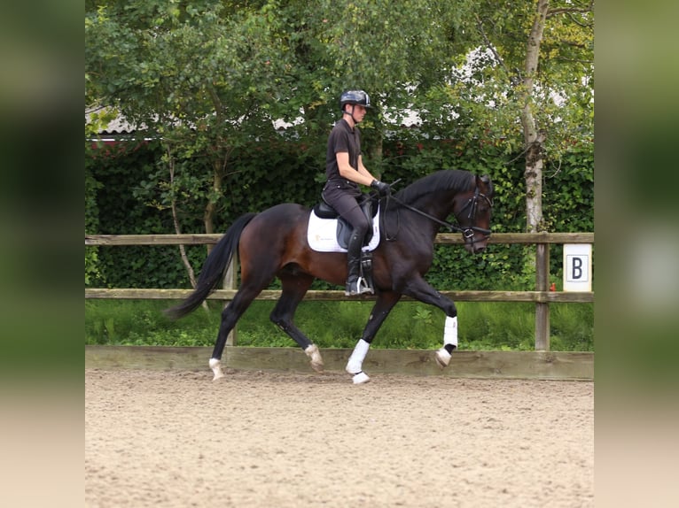 KWPN Stallion 3 years 16,2 hh Bay-Dark in Heemskerk