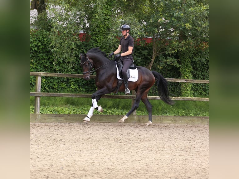 KWPN Stallion 3 years 16,2 hh Bay-Dark in Heemskerk