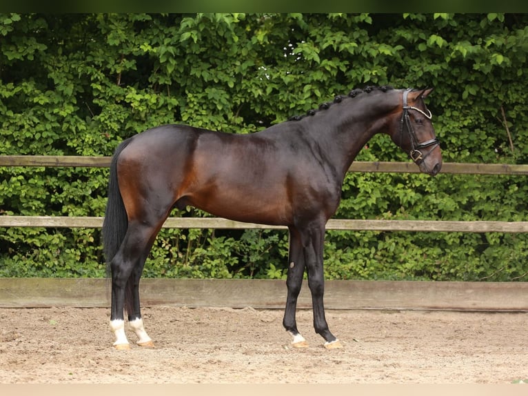 KWPN Stallion 3 years 16,2 hh Bay-Dark in Heemskerk