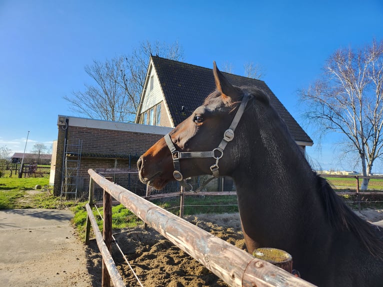 KWPN Stallion 3 years 16,2 hh Bay-Dark in Andijk