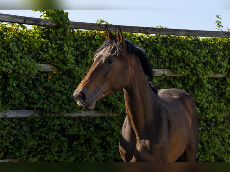 KWPN Stallion 3 years 16,2 hh Bay-Dark in Waddinxveen