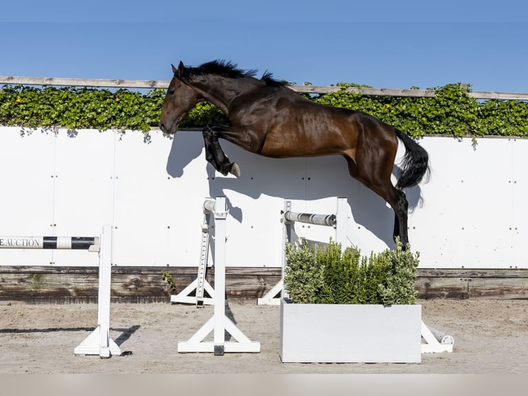 KWPN Stallion 3 years 16,2 hh Bay-Dark in Waddinxveen