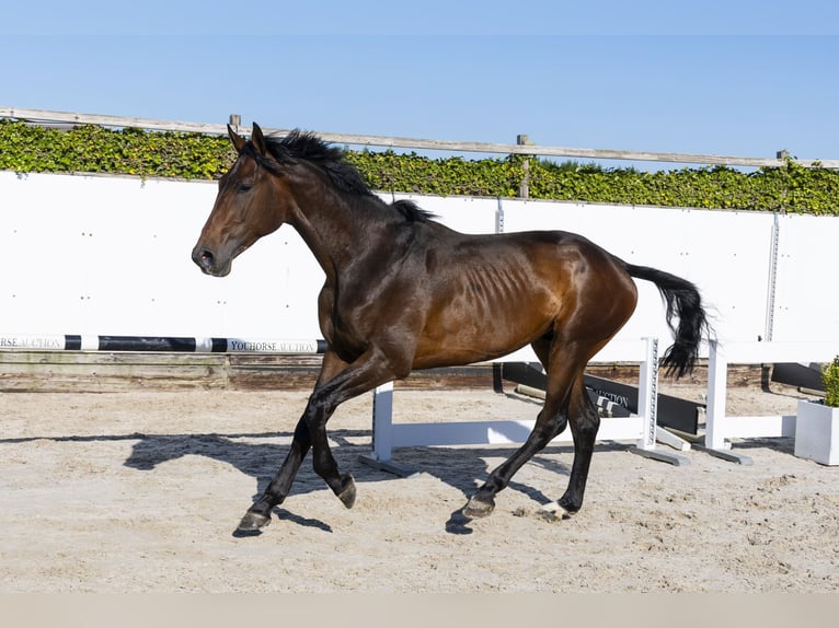 KWPN Stallion 3 years 16,2 hh Bay-Dark in Waddinxveen