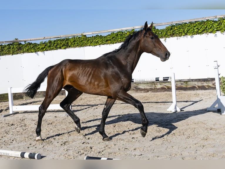 KWPN Stallion 3 years 16,2 hh Bay-Dark in Waddinxveen