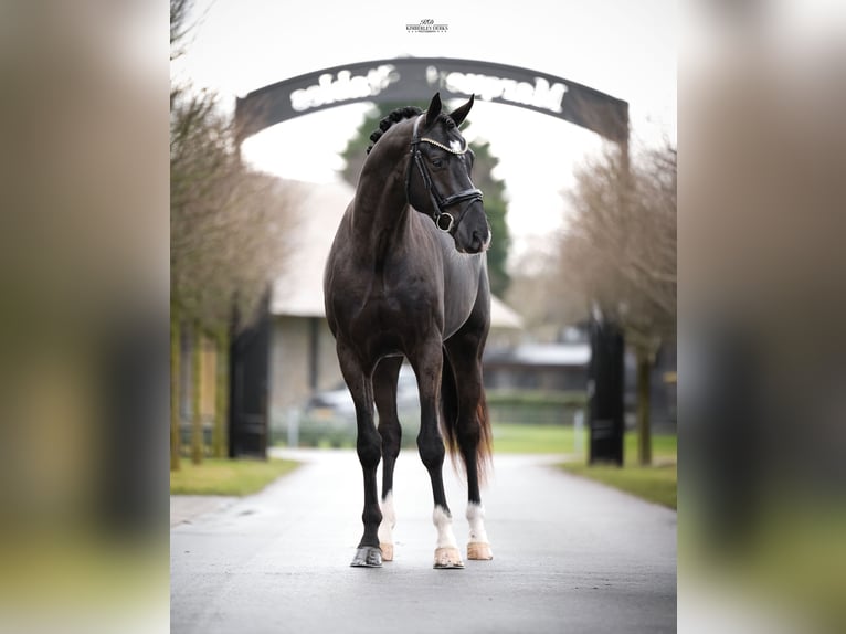 KWPN Stallion 3 years 16,2 hh Black in Heemskerk