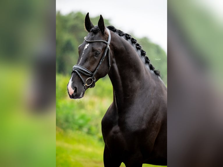 KWPN Stallion 3 years 16,2 hh Black in Peer