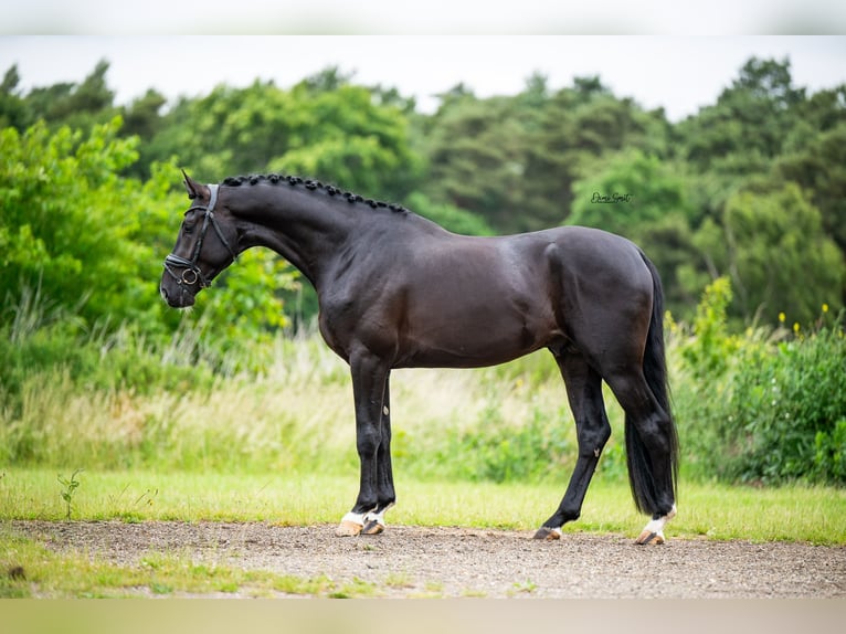 KWPN Stallion 3 years 16,2 hh Black in Peer