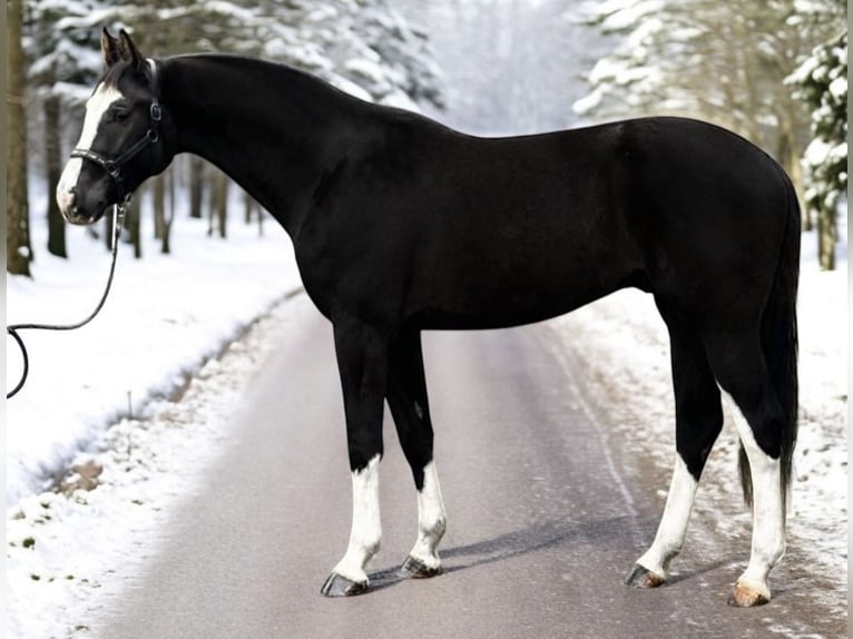 KWPN Stallion 3 years 16,2 hh Black in Murska Soboda