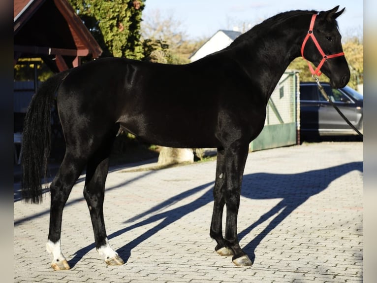 KWPN Stallion 3 years 16,2 hh Black in Murska Soboda
