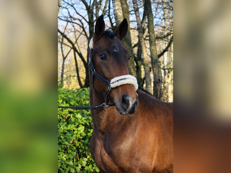 KWPN Stallion 3 years 16,2 hh Brown in Fürstenau