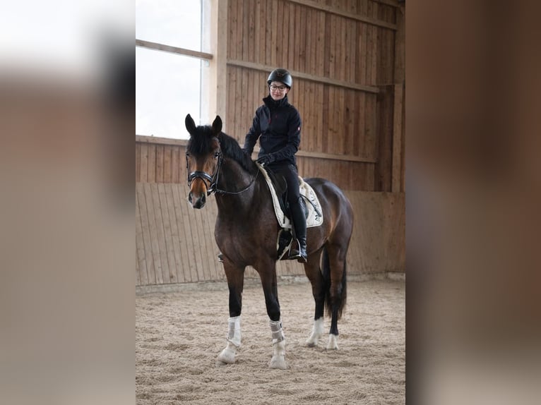 KWPN Stallion 3 years 16,2 hh Brown in Fürstenau