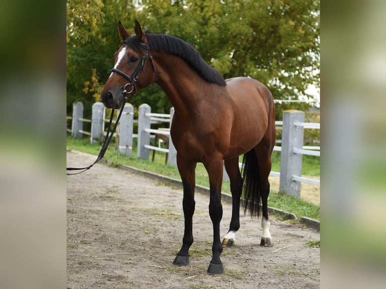 KWPN Stallion 3 years 16,2 hh Brown in Murska Soboda