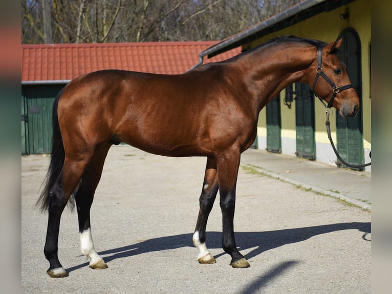 KWPN Stallion 3 years 16,2 hh Brown in Murska Soboda