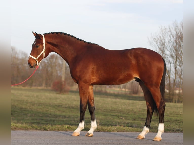 KWPN Stallion 3 years 16,2 hh Brown in Szarvas