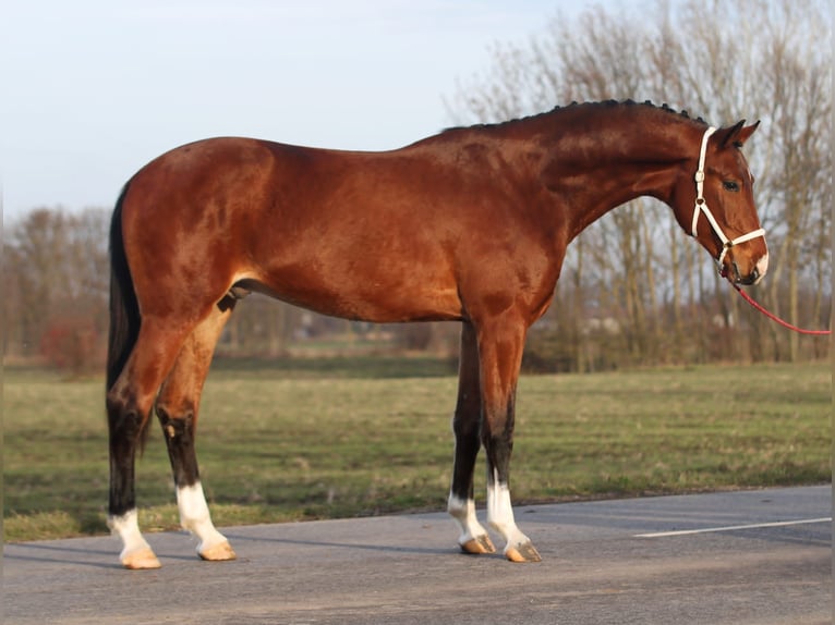 KWPN Stallion 3 years 16,2 hh Brown in Szarvas