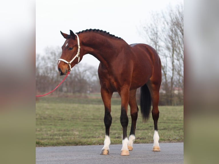 KWPN Stallion 3 years 16,2 hh Brown in Szarvas