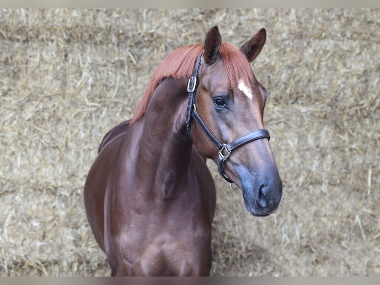KWPN Stallion 3 years 16,2 hh Chestnut in Moergestel