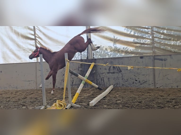 KWPN Stallion 3 years 16,2 hh Chestnut-Red in Békéscsaba