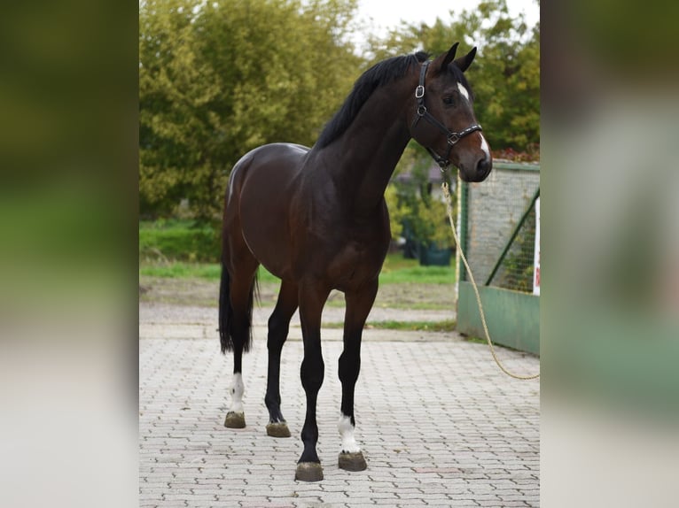 KWPN Stallion 3 years 16,2 hh Chestnut in Murska Soboda