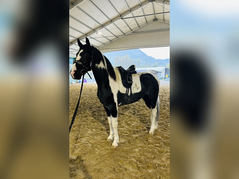 KWPN Stallion 3 years 16,2 hh in Boccaleone KWPN Stallion 3 years 16,2 hh in Boccaleone