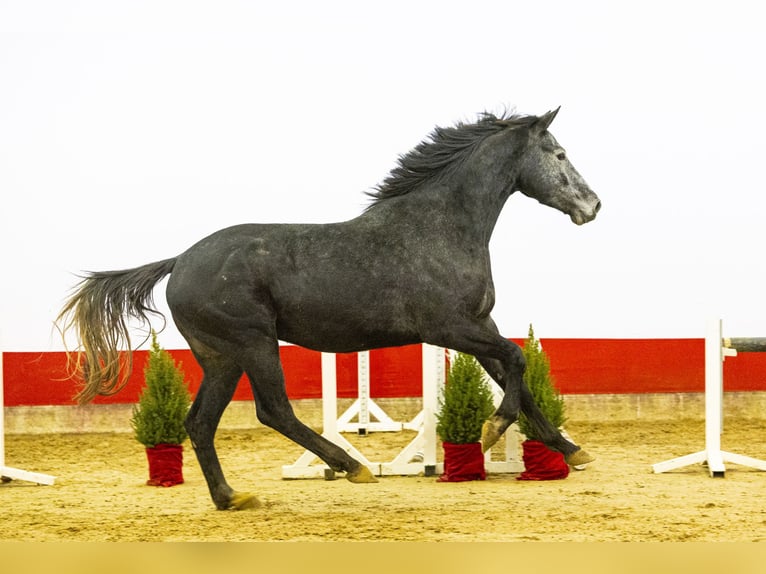 KWPN Stallion 3 years 16,2 hh Grey in Waddinxveen