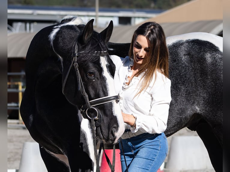 KWPN Stallion 3 years 16,2 hh Pinto in Bergamo