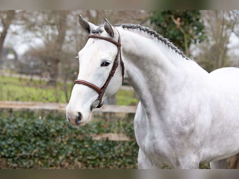 KWPN Stallion 3 years 16,2 hh  in Heerde