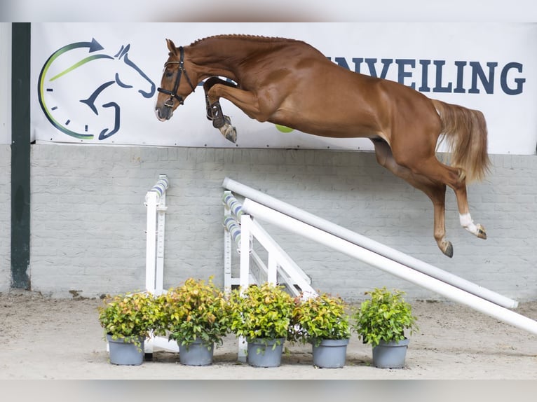 KWPN Stallion 3 years 16,2 hh  in Heerde