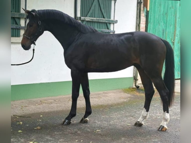 KWPN Stallion 3 years 16,3 hh Bay-Dark in Murska Soboda