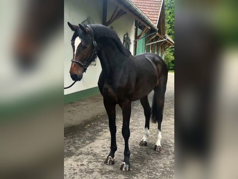 KWPN Stallion 3 years 16,3 hh Bay-Dark in Murska Soboda