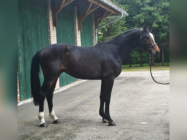 KWPN Stallion 3 years 16,3 hh Bay-Dark in Murska Soboda