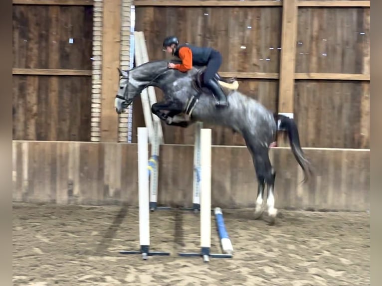 KWPN Stallion 3 years 16,3 hh Grey in Bekescsaba