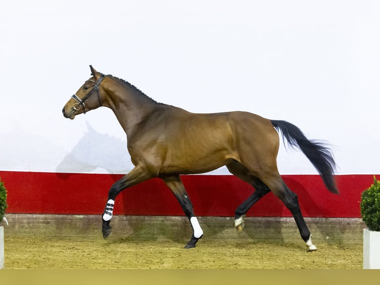 KWPN Stallion 3 years 17,1 hh Brown in Waddinxveen