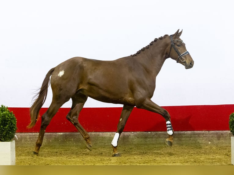 KWPN Stallion 3 years 17,2 hh Chestnut in Waddinxveen