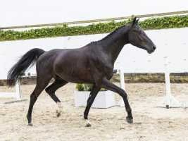 KWPN Stallion 3 years 17 hh Black in Waddinxveen