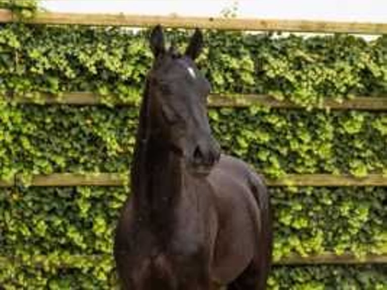 KWPN Stallion 3 years 17 hh Black in Waddinxveen