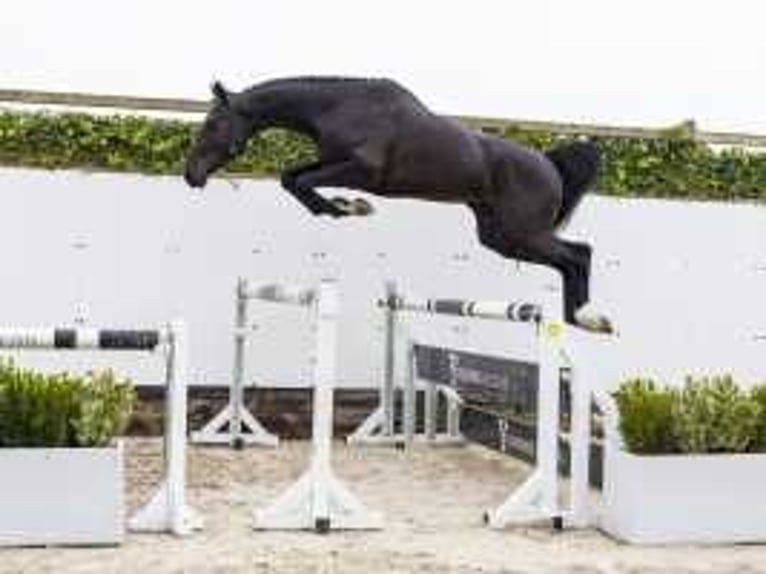 KWPN Stallion 3 years 17 hh Black in Waddinxveen