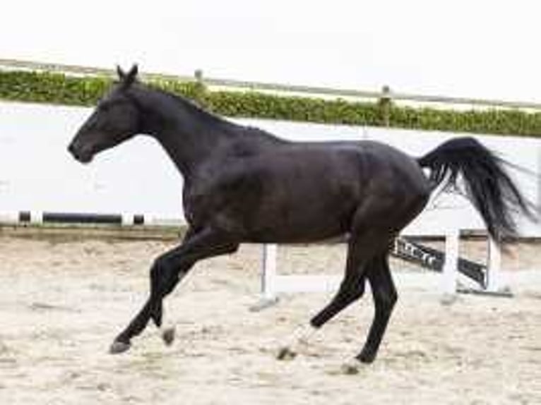 KWPN Stallion 3 years 17 hh Black in Waddinxveen