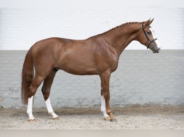 KWPN Stallion 3 years 17 hh Brown in Heerde