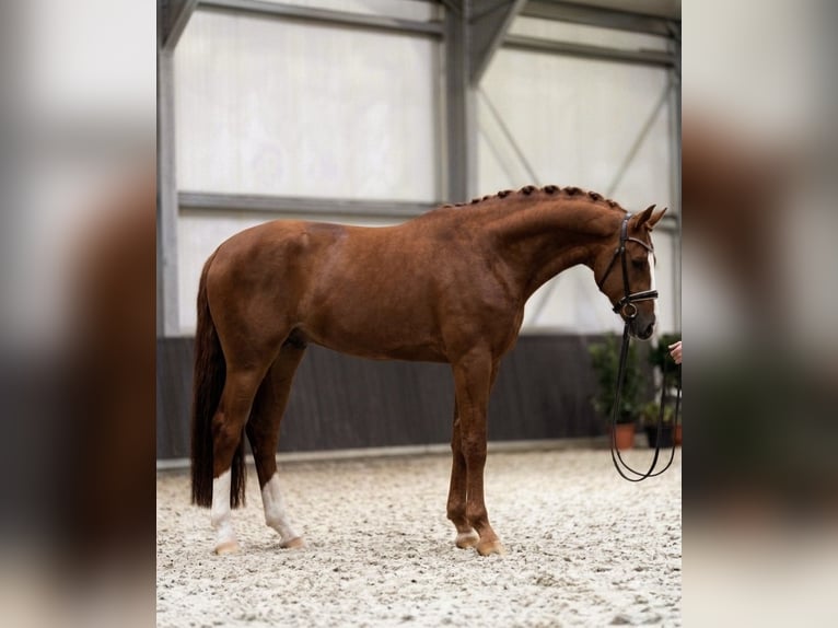 KWPN Stallion 3 years 17 hh Chestnut in Gyomaendrőd