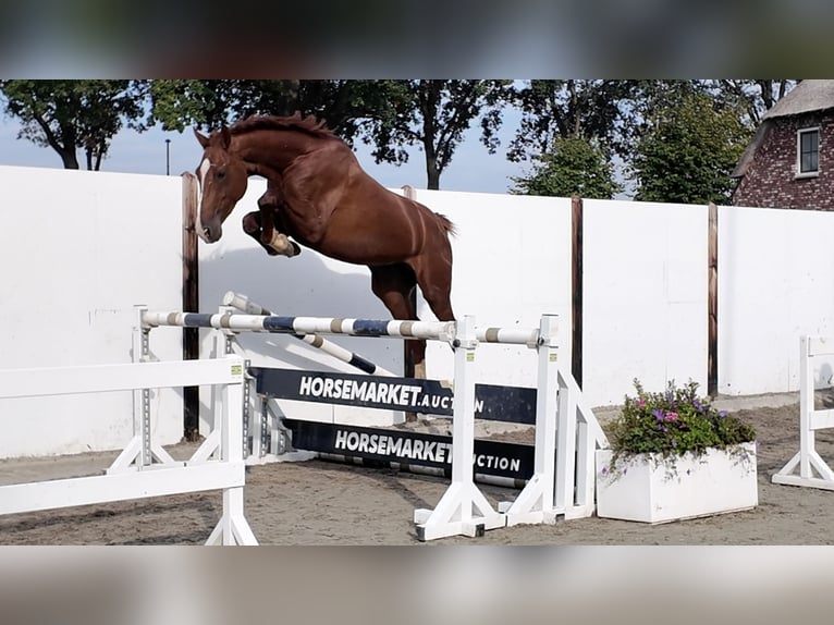 KWPN Stallion 3 years 17 hh Chestnut in Waddinxveen