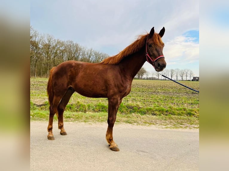 KWPN Stallion 3 years 17 hh Chestnut in Hoge Hexel