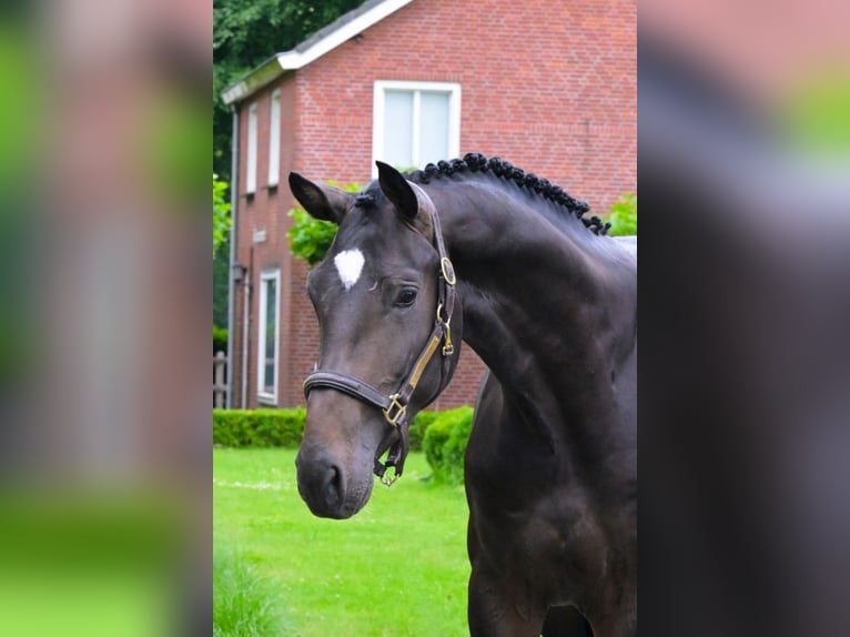 KWPN Stallion 3 years 17 hh Smoky-Black in Bladel