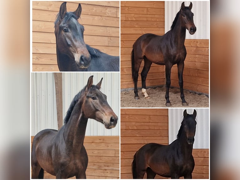 KWPN Stallion 3 years Bay-Dark in Den Ham KWPN Stallion 3 years Bay-Dark in Den Ham